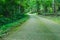 Path through wild forest with mossy and green folliage