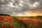 Path through wild poppies at dawn