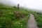 Path through the Wildflowers