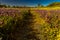 Path with wildflowers explode on Shell Creek Road Super Bloom, San Luis Obisbo, CA