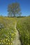 A path winding past a lone tree and colorful bouquet of spring flowers blossoming off Route 58 on Shell Creek road, West of Bakers