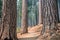 Path winding through a pine forest