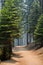 Path winding through a pine forest
