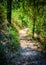 Path Winding Through the Woods