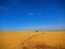 Path winding through yellow field with blue sky