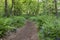 A path winds through a forest with bluebells, ferns and many oak trees