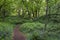 A path winds through a forest with bluebells, ferns and many oak trees 2