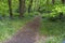 A path winds through a forest of bluebells, ferns and oak trees