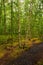 Path through a wonderful green birch grove