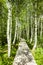 Path from wooden planks through a birch forest