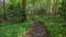 Path through a woodland glade.
