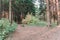 A path in the woods around tall trees