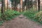 A path in the woods around tall trees