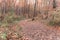 A path in the woods around tall trees