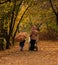 Path in woods in autumn