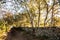 path in the woods in autumn time