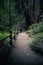 Path in Woods with Fence and Brush