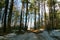 Path In The Woods Forest Amazing Light Landscape Magical with Snow