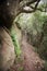 Path in the woods, with rocks and oak trees stuck together.