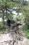 A path through the woods. Vienna Forest. Forest trail