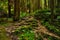 Path in the woods where sunlight shines through the leaves