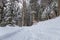 Path in the woods in winter, Transylvania, Romania