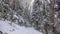 Path in the woods in winter, Transylvania, Romania