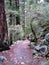 Path in the Woods at Yosemite National Park