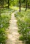 The path through the woodsï¼ŒOrychophragmus violaceus