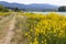 Path and yellow brooms on the side of Durance river in Provence.