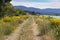 Path and yellow brooms on the side of Durance river in Provence.