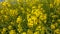 Path through Yellow field of rape, Rapeseed oil flowers, Brassica napus.
