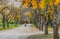 A path with yellow leaves with a woman with baby carriage among trees and shrubs with colorful leaves red green and yellow in the