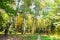 Path in yellowing birch grove in green city park