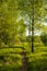 Path With Young Birch With Leaves Grow In Birchwood In Park.