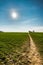 Path through young wheat on a bright late winters day taken against the sun