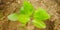 Pathar chatta aurvedic plant image