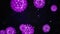 Pathogen of coronavirus covid19 inside infected organism. Virus under microscope as purple cells on black background