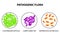 Pathogenic flora. Clostridium difficile, Campylobacter, Enterococcus faecalis. Infographics. Vector illustration