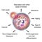 Pathological and physiological functions of autophagy
