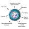 Pathological and physiological functions of autophagy