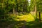 Paths in the park, Goluchow, Great Poland