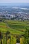 Paths in a vineyard above Rudesheim