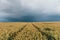 A pathway through the agricultural field and forest under cumulus clouds after the rain, golden sunlight. Dramatic