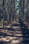 Pathway alley inside dancing trees forest