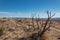 Pathway along a rocky ridge, dry tree and blue winter sky in the high desert