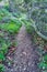 Pathway amid grasses and trees in the scenic outdoors of San Diego California