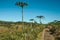 Pathway in the Aparados da Serra National Park