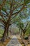 Pathway through Arched Trees