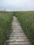 Pathway through Australian bird watch sanctuary with long green grass and swamp lake